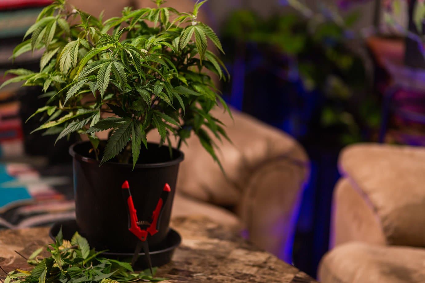 How to Create a Seamless Experience for First-Time Legal Cannabis Buyers